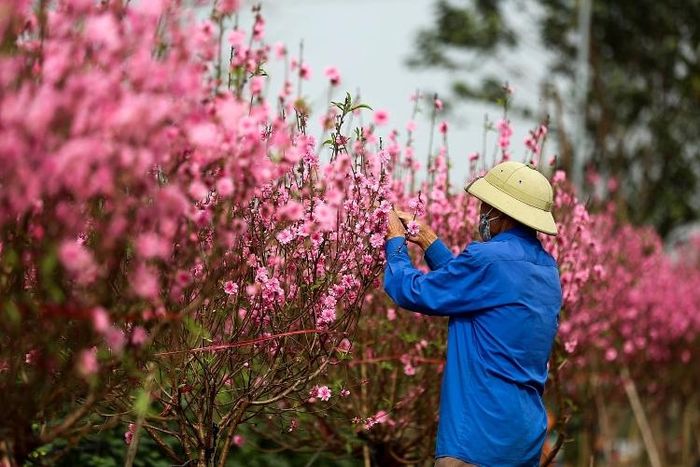 Đào Nhật Tân khoe sắc đón xuân