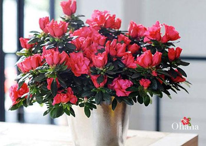 Hoa đỗ quyên là biểu tượng của sự ôn hòa và dịu dàng.