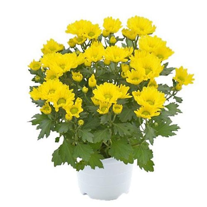 Hoa cúc tượng trưng cho sự trường tồn.