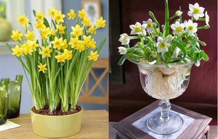 Hoa thủy tiên tượng trưng cho sự kiêu sa, sang trọng.