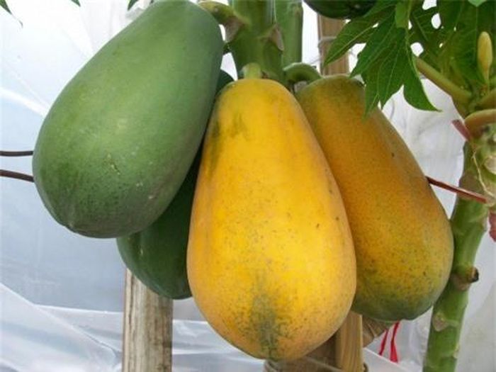 Ngày đầu năm mới, đu đủ là loại quả được nhiều gia đình lựa chọn làm món khai vị để mong quanh năm no ấm, đủ đầy.