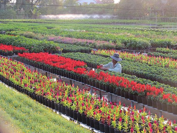 Nông dân chăm sóc kiểng công trình cung ứng cho thị trường tết