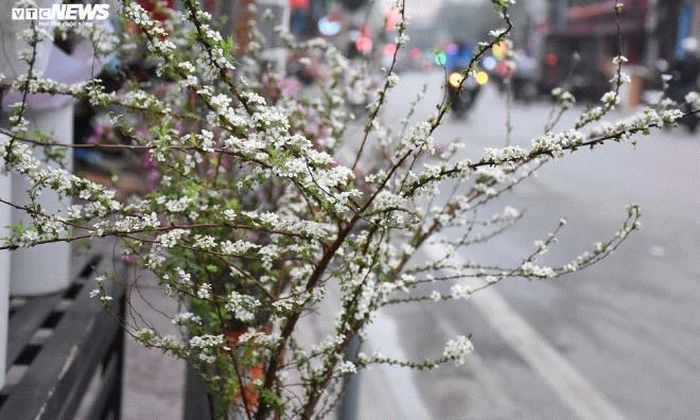Hoa tuyết mai thường nở vào dịp cuối đông đầu xuân nên rất được người yêu hoa ưa chuộng khi Tết đến xuân về.