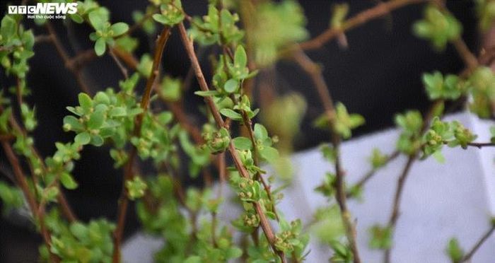 Bởi tuy hoa nhỏ nhưng mọc rất dày là nảy nụ liên tục.