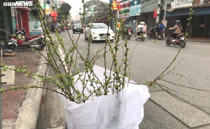 Chị Nguyễn Hương Lan (quận Hải An, TP Hải Phòng) cho biết, do không gian nhà nhỏ nên từ ngày hoa tuyết mai có mặt tại thị trường Việt Nam, chị luôn săn đón bằng được để cắm trong nhà dịp Tết. Chị thích loài hoa này bởi sắc trắng tinh khôi, những bông hoa nhỏ nhưng mang sức xuân căng tràn và giá cả hợp lý.