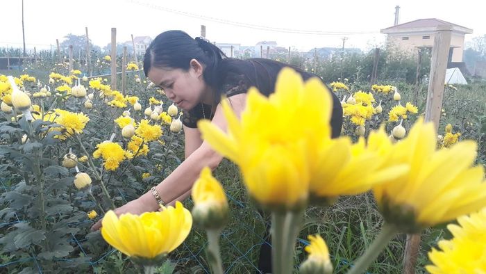Nhờ vụ hoa Tết, người dân xã Song Mai thu về hàng tỷ đồng