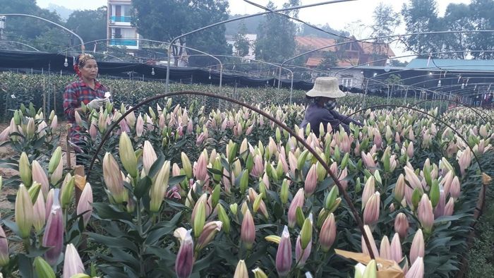 Người dân xã Song Mai hối hả vào vụ hoa Tết