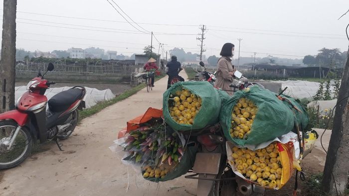 Nhũng ngày này, các đầu mối tấp nập đến xã Song Mai mua hoa để bán vào dịp Tết
