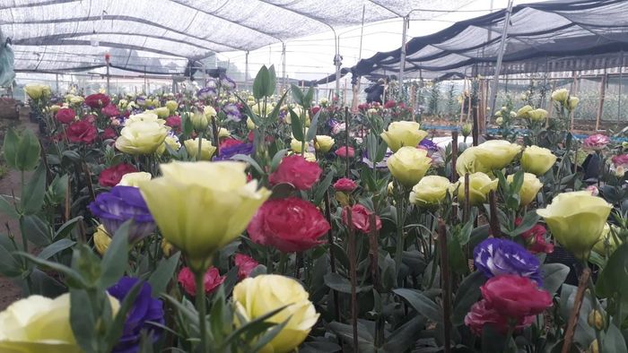 Ngoài hoa ly, hoa ở Song Mai hiện nay bắt đầu đa dạng chủng loại, đẹp mắt