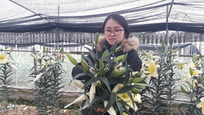 Khách hàng tấp nập đến xã Song Mai lựa chon mua hoa. Hoa Ly là loại hoa được trồng nhiều nhất ở Song Mai.
