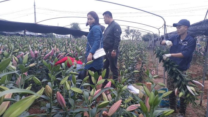 Dù trời mưa phùn, gió rét nhưng trên ruộng hoa của người dân xã Song Mai vẫn tấp nập người bán, người mua.