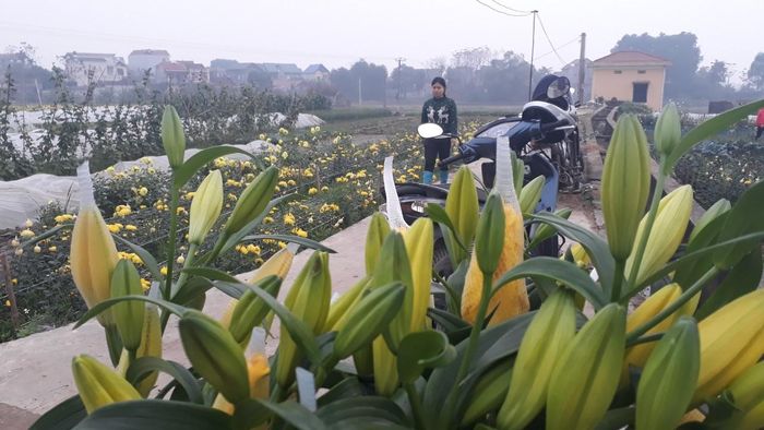 Mỗi cây hoa ly tại ruộng có giá 30.000 - 45.000 đồng