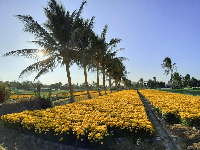 Dưới nắng, muôn hoa khoe sắc rực rỡ khắp đất trời. (Ảnh: Duy Quan).