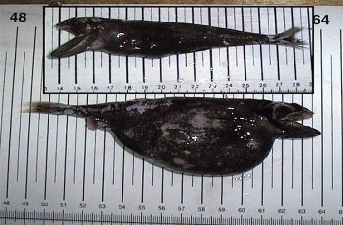Black Swallower là loài cá biển sâu. Loài này nổi tiếng bởi khả năng nuốt trôi những con cá có kích thước lớn hơn mình nhiều lần, thậm chí là gấp 10 lần trọng lượng cơ thể.