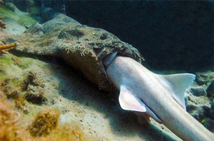 Cá mập Wobbegong. Loài cá mập này có sở thích là nuốt trọn những con cá mập thuộc giống khác. Nó sống ở Australia.