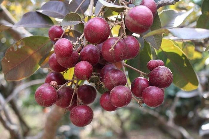 Nhãn tím của ông Trần Văn Huy cũng "cháy hàng". 