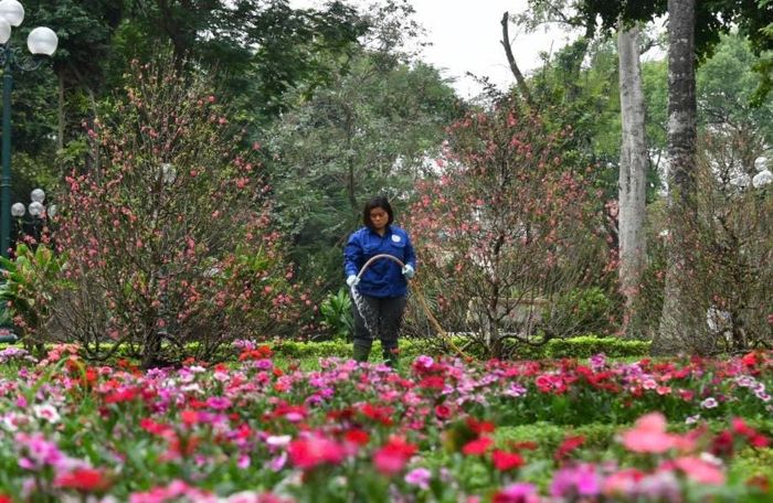 Những gốc đào Nhật Tân nở rộ đúng độ khắp các vườn hoa, công viên.