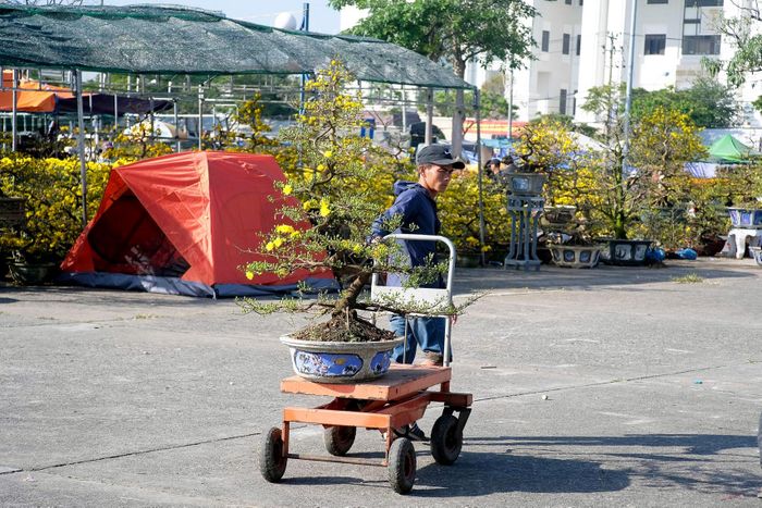 Mỗi ngày, mỗi người chở hoa thuê có thể kiếm được trên 10 mối chở. Nếu khá có thể kiếm được vài trăm đến cả triệu đồng. Theo những người chở hoa thuê, năm nay Tết sớm, trời lại nắng to nên khách mua hoa khá dặt dè khi chọn mua. “Sau 25 tháng Chạp mới thấy khách mua đông, tụi tui cũng chỉ bận rộn từ tầm nớ. Nếu may mắn, từ chừ tới 30 Tết, khách cứ đều đều thì cũng kiếm thêm được đôi ba triệu tiêu Tết”, ông Nguyễn Văn Cường (quận Ngũ Hành Sơn) cho biết.