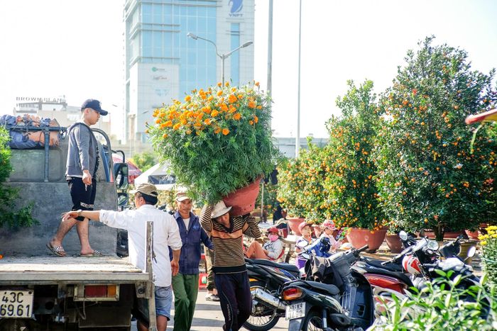 Bên cạnh những người chở hoa thuê, những ngày cận Tết, nhóm phu vác hoa ở chợ hoa Tết cũng bận rộn. Những chuyến xe tải chở hoa từ khắp mọi miền đổ về Đà Nẵng giúp họ có thêm tiền để trang trải Tết.