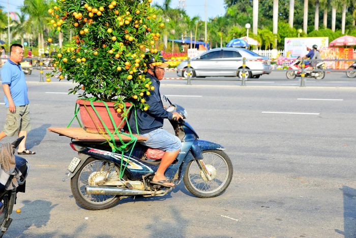 Có thâm niên gần 15 năm chở hoa Tết, ông Huỳnh Ngọc Tuấn (quận Hải Châu, Đà Nẵng) là một trong những nhân công quen mặt ở chợ hoa. “Tết nhu cầu chơi hoa, cây kiểng đông nên anh em tui có việc làm, kiếm dăm ba đồng phụ Tết cho má mấy đứa. Nghề ni ngó thì dễ, nhưng bạc. Chở hoa thuận lợi thì không sao chứ gặp tai nạn, đổ cây thì coi như mất Tết vì chậu mô cũng bạc triệu”, ông Tuấn kể.