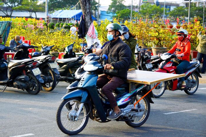 Làm nghề này đa số là cánh mày râu, “sức dài vai rộng” bởi chở những chậu mai, chậu quất hay đào tiền triệu đi những quãng đường ngắn thì đôi ba cây số, dài thì mười mấy, hai mươi cây số không phải việc dễ dàng.
