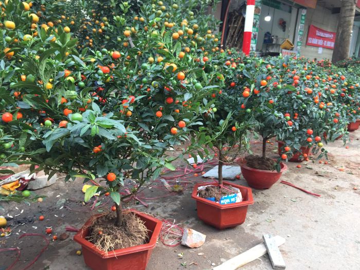 Quất nhật cây nhỏ nhất chỉ 100.000 đồng/ cây