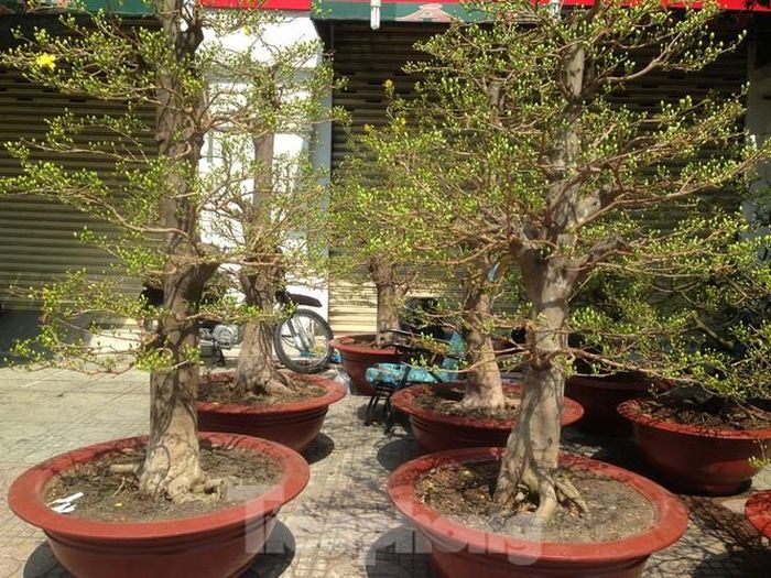 Những gốc mai lớn có giá chục triệu đến cả trăm triệu đồng. Người kinh doanh còn cho thuê với giá khá mềm để người yêu mai đem về chơi tết. 