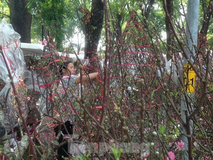 Nhiều cây đào đã bung nở khiến bà Thanh (55 tuổi) hết sức lo lắng. Bà cho hay, các nụ đào đều "cười" còn khách thì chê. Năm nay bà Thanh chỉ đem chừng 50 gốc đào cỡ trung đi bán lại, giá cả như năm trước khoảng 1 triệu đồng/cây. "Khách mua hoa có tâm lý chờ cận ngày mới mua, lúc đó ép giá cỡ nào chúng tôi cũng phải đẩy hàng vì không thể chở về được. Năm ngoái, trưa 30 tết, tôi xả đồng giá 100.000 đồng/cây. Bán lỗ vốn nhưng gom được đồng nào hay đồng ấy".