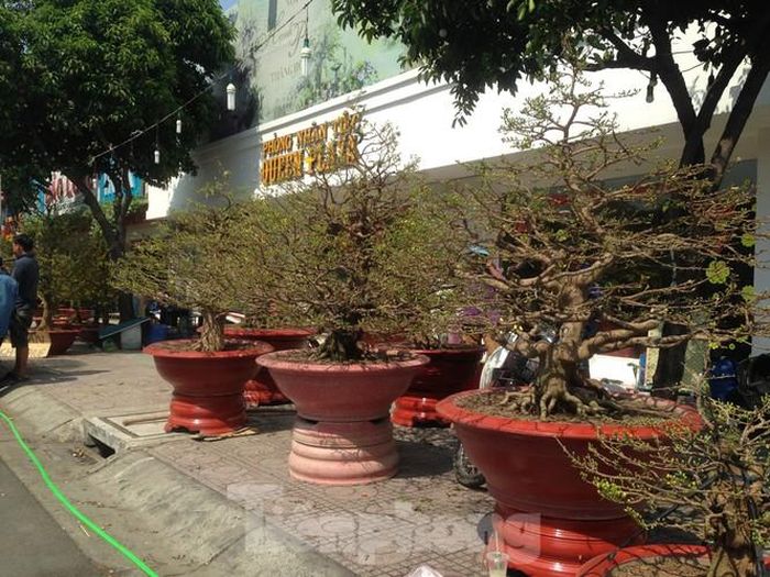 Trên đường Thành Thái (Q.10), mai kiểng vẫn còn rất nhiều, xếp hàng dài trên vỉa hè.
