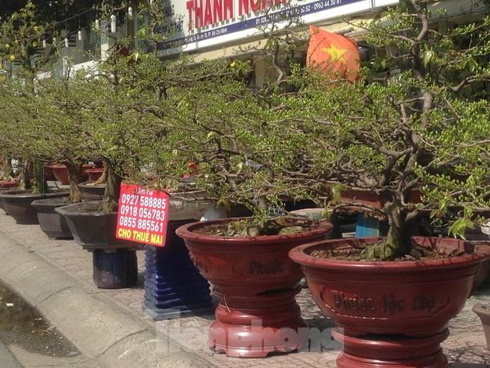 Nhiều chậu mai quý, tuổi thọ vài chục năm được treo biển cho thuê chứ không bán.
