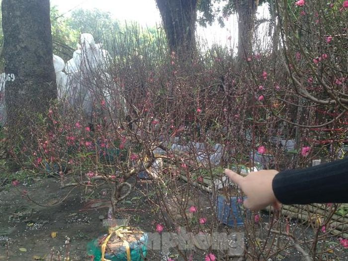 Đào "cười" rực rỡ một góc công viên.