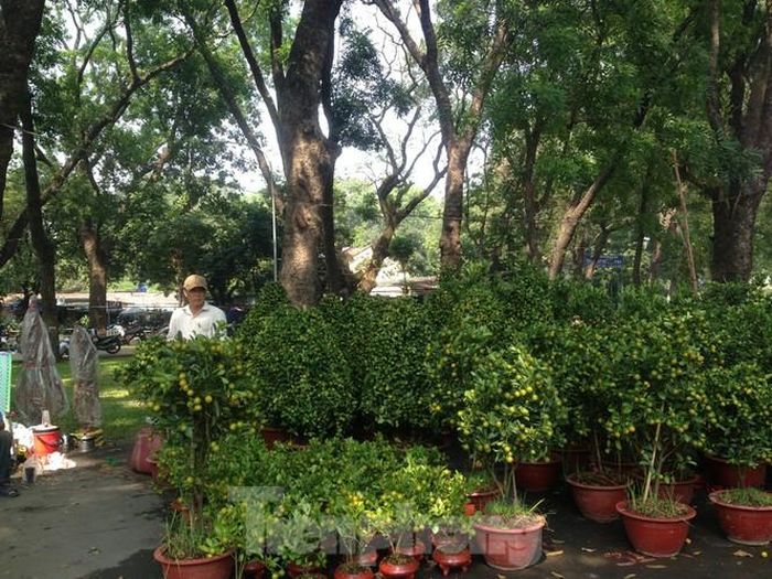 Tiểu thương cho biết, cận ngày chỉ đẩy hàng cỡ nhỏ, giá từ 50.000-100.000 đồng chứ không bán những cây lớn. Vì vậy người mua nếu cứ chờ đến cuối ngày mới mua vẫn sẽ không có được những cây kiểng ưng ý.