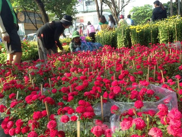 Hồng tỷ muội đã nở tung cánh vẫn chưa được khách mua. Đến trưa 30 tết, hồng chỉ có giá 100.000 đồng/3 chậu nên khách vẫn có tâm lý chờ đợi.