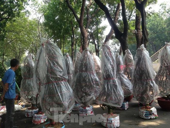Mặc dù năm nay đào về Sài Gòn ít nhưng số lượng tiêu thụ cũng không khá hơn. Ông Văn (bán đào tết ở công viên Gia Định) thở dài: "Gần cả tuần rồi mà bán chưa được phân nữa. Năm nay tôi chở từ Hà Nội vào TPHCM khoảng 100 gốc đào, giá bán từ 1-4 triệu đồng/gốc tùy lớn nhỏ. 2 ngày nay, giá đào đã giảm, chỉ còn từ 500.000-2 triệu đồng/gốc nhưng khách vẫn lắc đầu đòi bớt thêm mới mua".