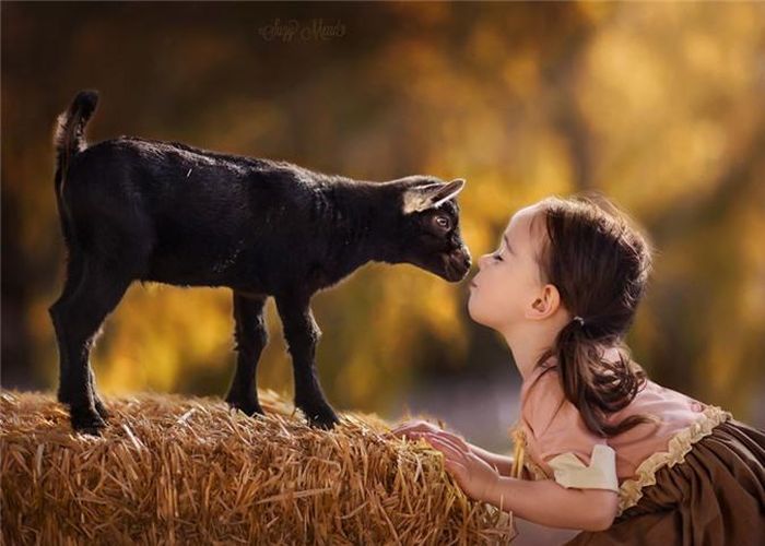  Nhiếp ảnh gia Suzy Mead ghi lại khoảnh khắc con gái cô bện cạnh chú dê nhỏ. 