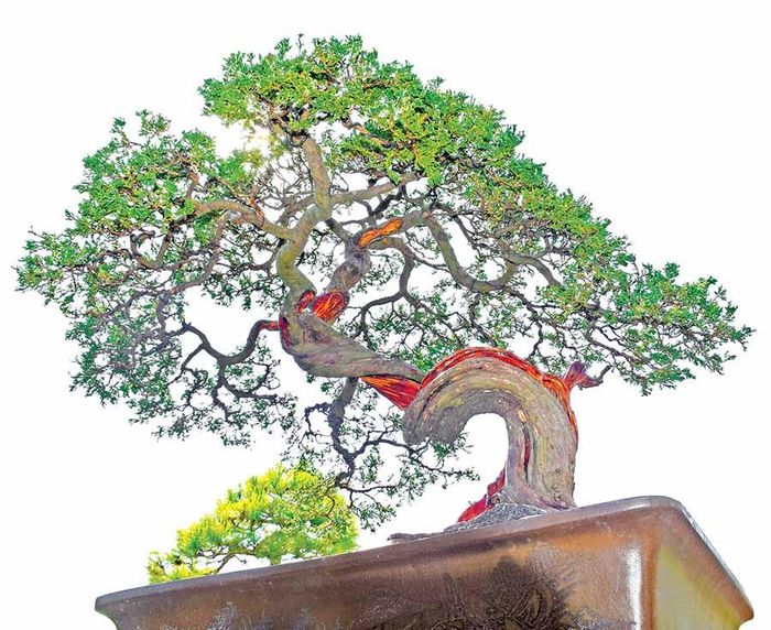 Một gốc tùng bonsai của ông Nguyễn Văn Vỹ. Ảnh: H.P