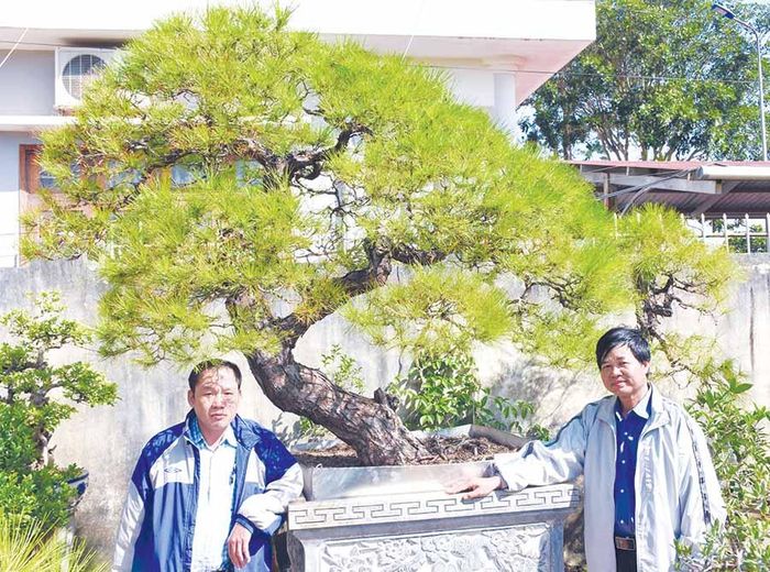 Ông Nguyễn Văn Vỹ (tổ 4, thị trấn Kon Dơng, huyện Mang Yang, Gia Lai; bìa phải) bên một gốc thông bonsai của mình. Ảnh: H.P