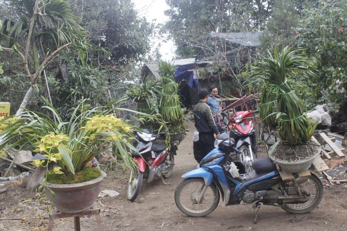 Các chủ vườn lan sắp xếp xong để kịp về nhà ăn tết.