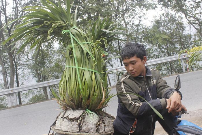 Sẵn sàng đưa địa lan về núi.