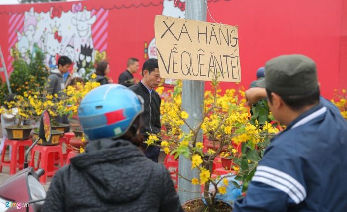  Tiểu thương bắt đầu giảm giá cây cảnh để "về quê ăn Tết". Cây mai được bán với giá 500.000 đồng. 