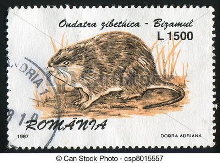 Tem có hình ảnh một loài chuột do Romania phát hành năm 1997.