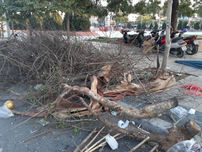 Nhiều cành đào rừng "cổ thụ" có giá "khủng" cũng đợi xe chở rác thải đến chở đi