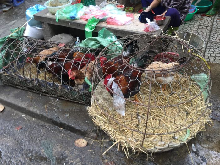 “Săn lùng” gà trống cúng giao thừa, mặc mưa gió, nhiều bà nội trợ ra chợ từ sớm để chọn được gà ưng ý. Gà cúng phải đảm bảo đủ các tiêu chí về trọng lượng, thường nặng từ 1,4 – 2kg, mào đỏ, da bóng, …