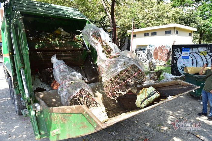 Những gốc đào bạc triệu ở công viên 23 Tháng 9 được đưa vào xe rác
