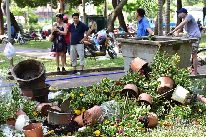 Tiểu thương cho biết, hoa bán ban đầu 50.000 đồng/chậu nhưng đến giờ trả mặt bằng người mua trả giá 10.000 đồng/chậu nên không thể bán. Những chậu hoa cuối cùng cũng đập bỏ