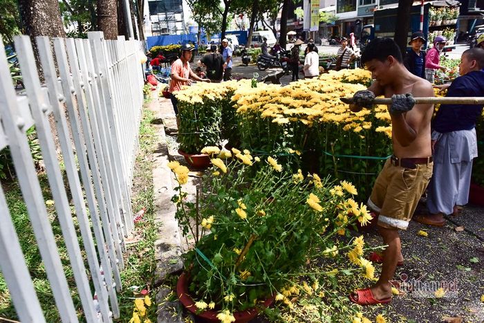 Những chậu cúc vàng có giá 700.000 đồng/cặp bị đập bỏ không thương tiếc