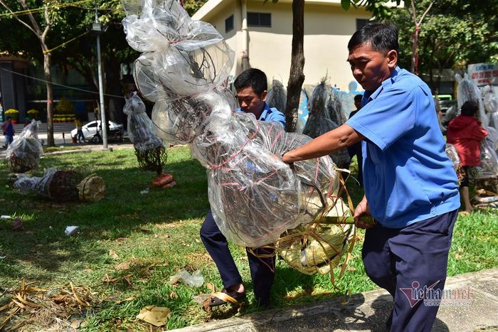 Những gốc đào có giá vài triệu đồng cũng bị bỏ lại vì hoa đã nở bung