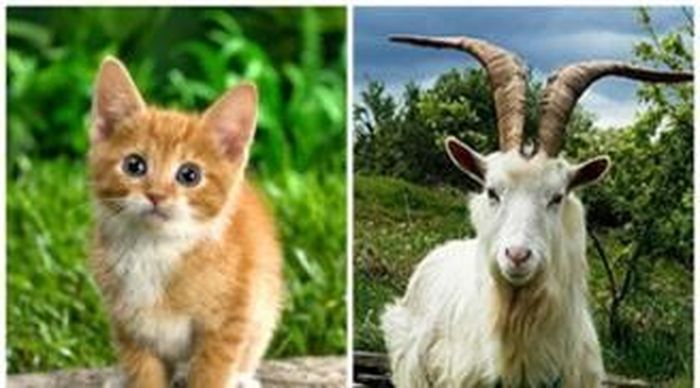 Trong khi người tuổi Mão lại thích chăm sóc lo lắng cho người khác, nên khi họ kết hợp thành một đôi sẽ vô cùng hành phúc, viên mãn.
