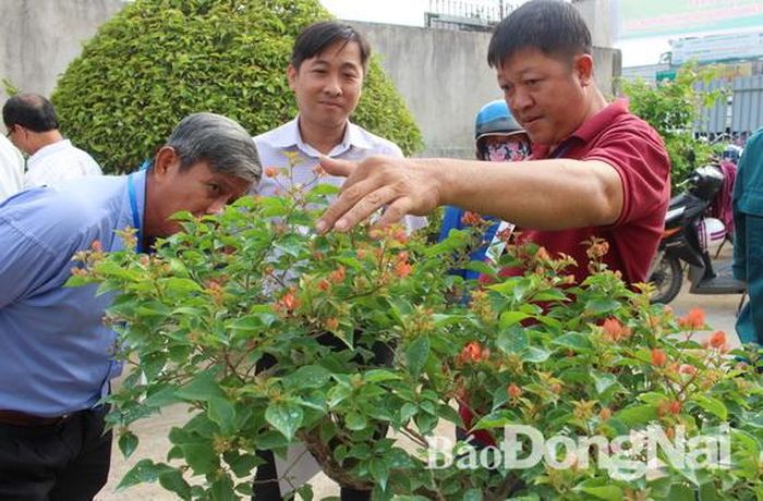 Ông Hoàng tư vấn cho người thuê, người mua hoa kiểng