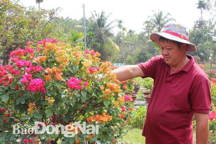 Ông Huỳnh Văn Hoàng đang chăm sóc cây hoa kiểng được lai tạo 4 màu hoa khác nhau
